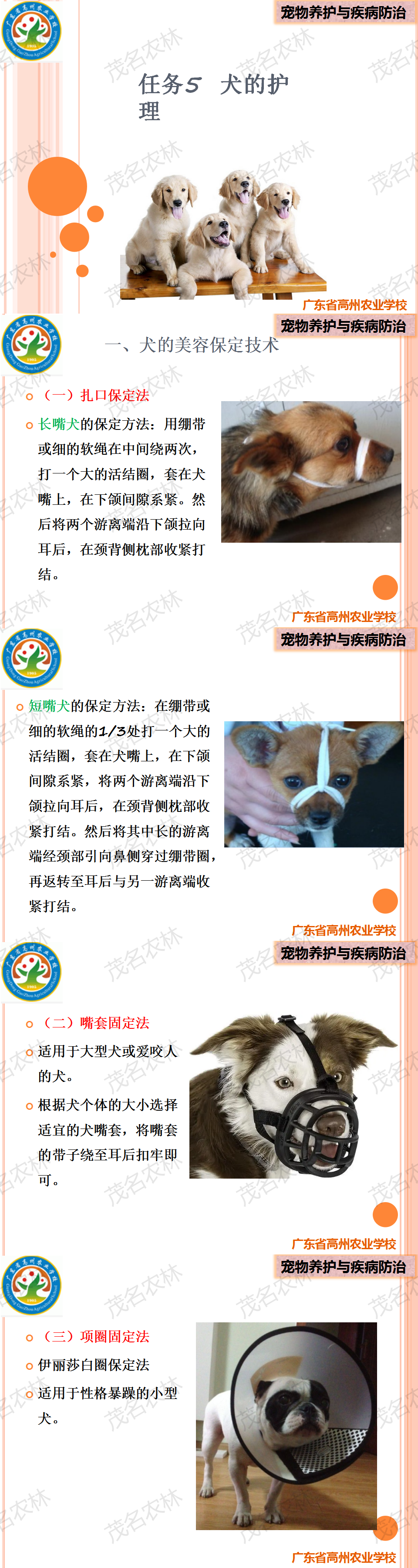 任務5 犬的護理.png