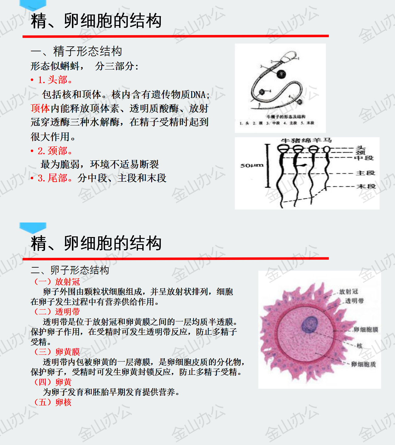 12.精🥷🏽、卵細胞的結構.png